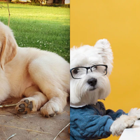 OJO: estas son las multas que pagarás por no cuidar a tu perrito