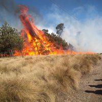 ¿Qué hacer en caso de detectar un incendio forestal en CDMX?