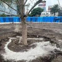 Daño al ahuehuete tiene un “objetivo político”, aseveró Sheinbaum