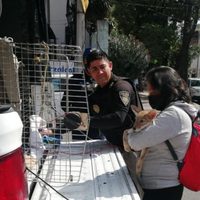 Coyote cachorro es encontrado en Azcapotzalco