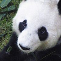 ¿Los osos panda en RIESGO? Esto pueden enfrentar por AUSTERIDAD de AMLO