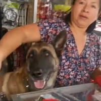 VIDEO ¿Y tu perro qué hace? Esta perrita atiende a los clientes en ferretería