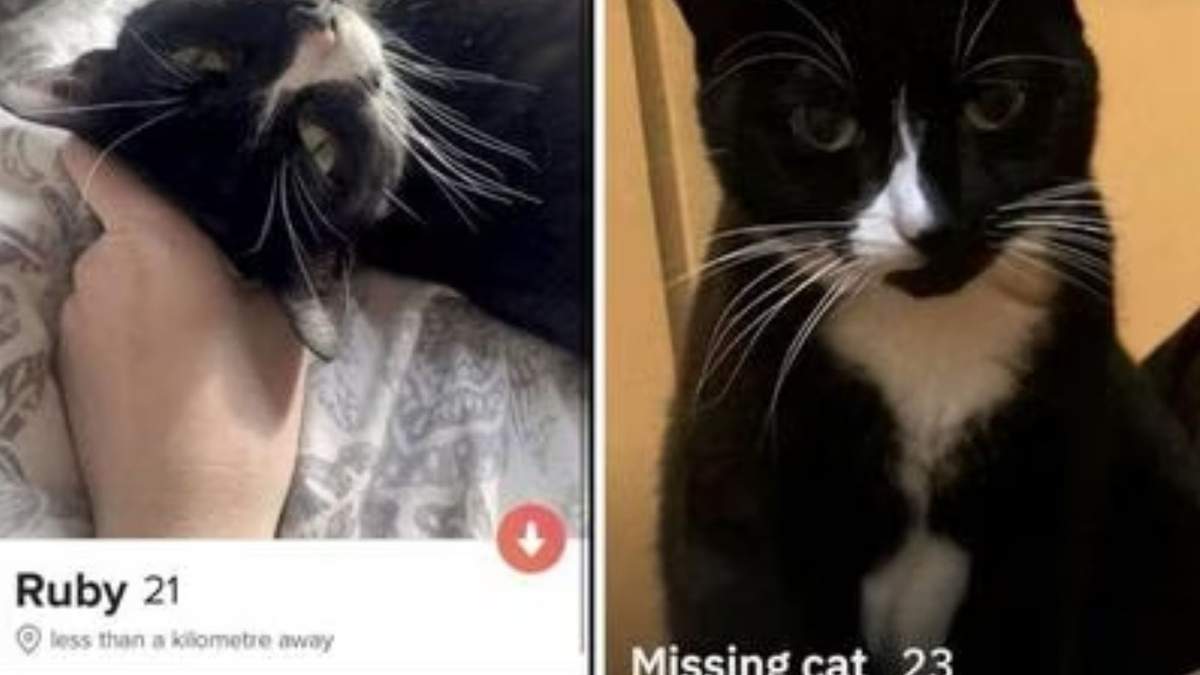 Una joven en Reino Unido abrió un perfil de su gato en Grindr , app para la comunidad LGBT+ con la finalidad de encontrarlo