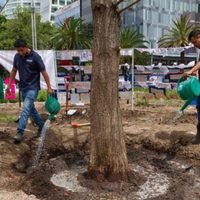 Ahuehuete de Reforma es amurallado por estos motivos