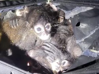 Rescatan 7 monos araña en frontera de Texas; mexicano los transportaba en una mochila
