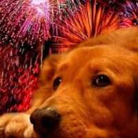 Por esta razón los perritos sufren con la pirotecnia
