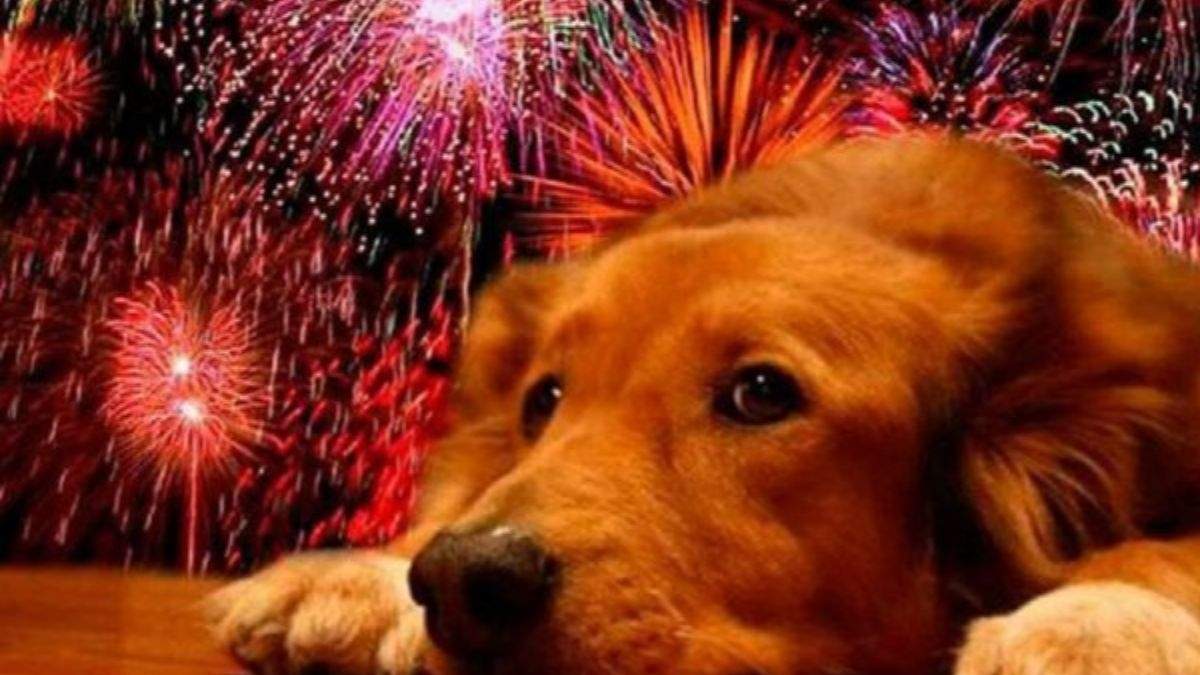 Los animales se estresan en estas fechas por la pirotecnia ¿pero por qué?