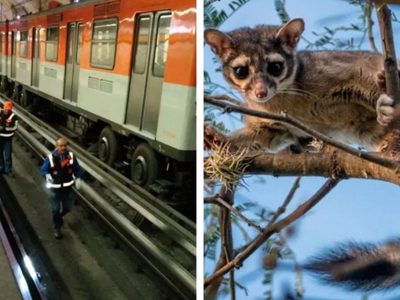 Cacomixtle, el más buscado en la L7 del Metro