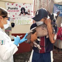 ¡Único día! Aplicarán vacuna GRATIS contra la rabia para perros y gatos en Neza