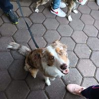¡Lleva a tu mascota! Habrá CanFest este 21 y 22 de mayo en Cuauhtémoc