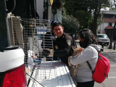 Coyote cachorro es encontrado en Azcapotzalco