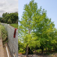 FOTOS Así será el Ahuehuete de 20 años que será plantado en Reforma