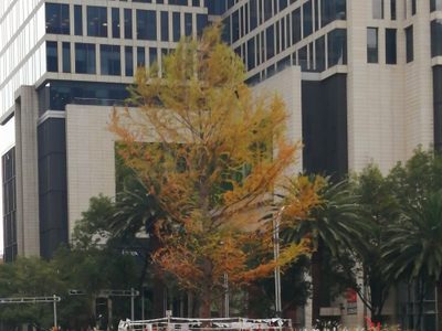 Qué le pasa al nuevo Ahuehuete de Reforma según el Gobierno CDMX