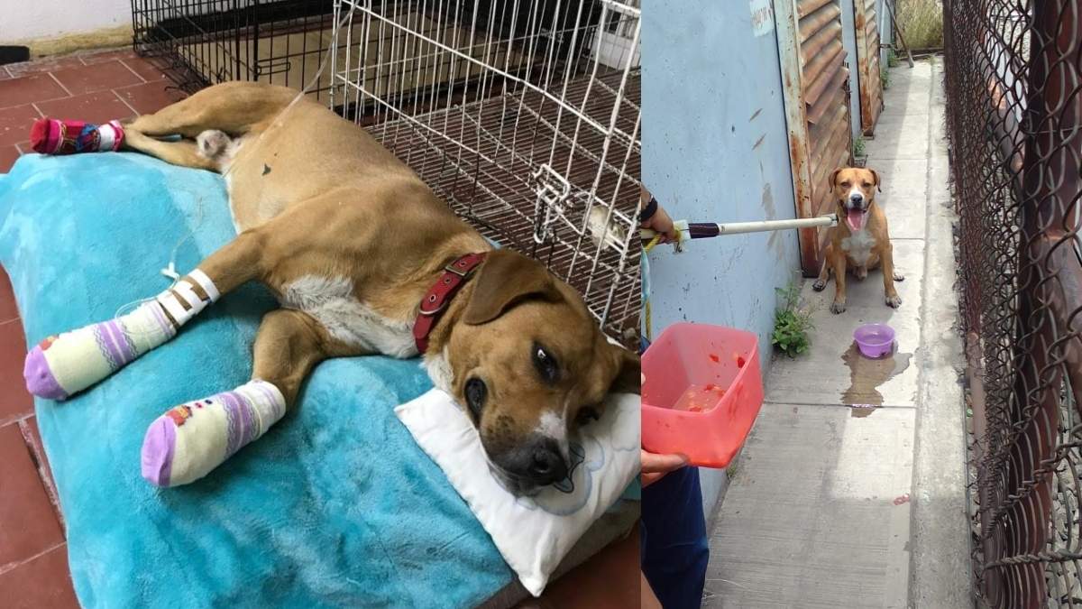 Metro CDMX rescata y recupera a Teco el nuevo perrito de su albergue. Foto: Especial