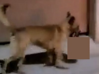VIDEO: Perro lleva cabeza humana en el hocico en Zacatecas