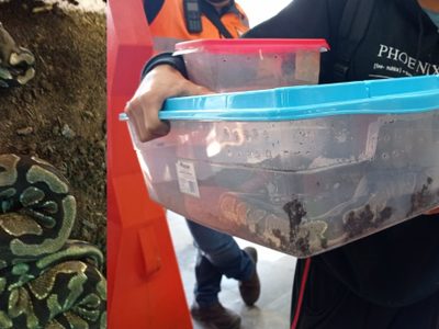 Detienen a pasajero del Metro CDMX por viajar con serpiente en una caja