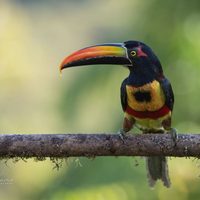 Estado de México: aumenta tráfico de animales exóticos