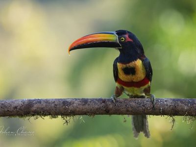 Estado de México: aumenta tráfico de animales exóticos