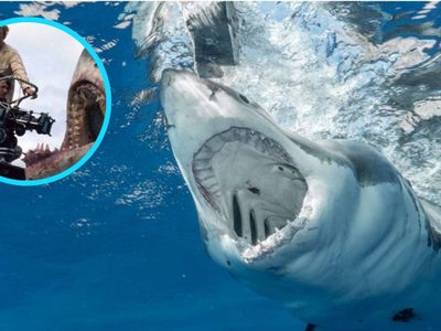 ¡Como en la película! Tres jóvenes fueron atacados por tiburones en Brasil