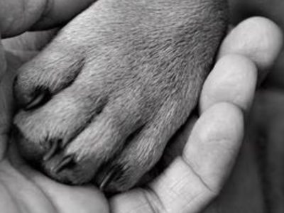 Perro quita comida a su hija, entonces lo mata y tira a la basura