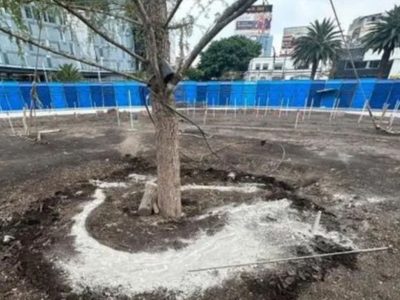 Daño al ahuehuete tiene un “objetivo político”, aseveró Sheinbaum