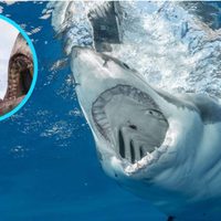 ¡Como en la película! Tres jóvenes fueron atacados por tiburones en Brasil