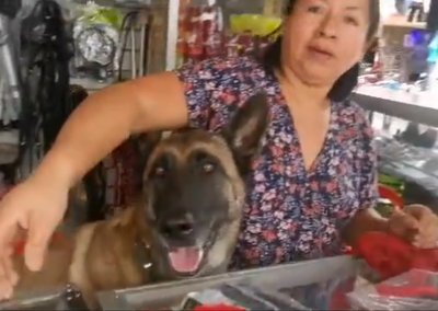 VIDEO ¿Y tu perro qué hace? Esta perrita atiende a los clientes en ferretería