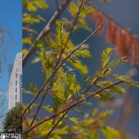 FOTOS Ahuehuete en Reforma está reverdeciendo después de secarse