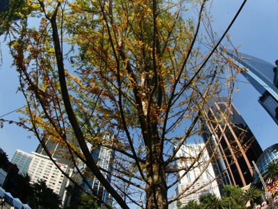 10 datos sobre el nuevo Ahuehuete de Reforma en la CDMX