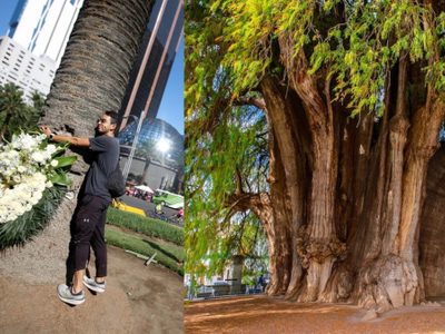 Ahuehuete es el árbol ganador que será plantado en la Glorieta de la Palma