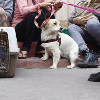 ¿Y las criaturas? Qué hacer con tu mascota en caso de sismo en CDMX