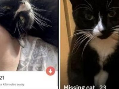Pierde a su gatita y le abre perfil en Grindr para encontrarla