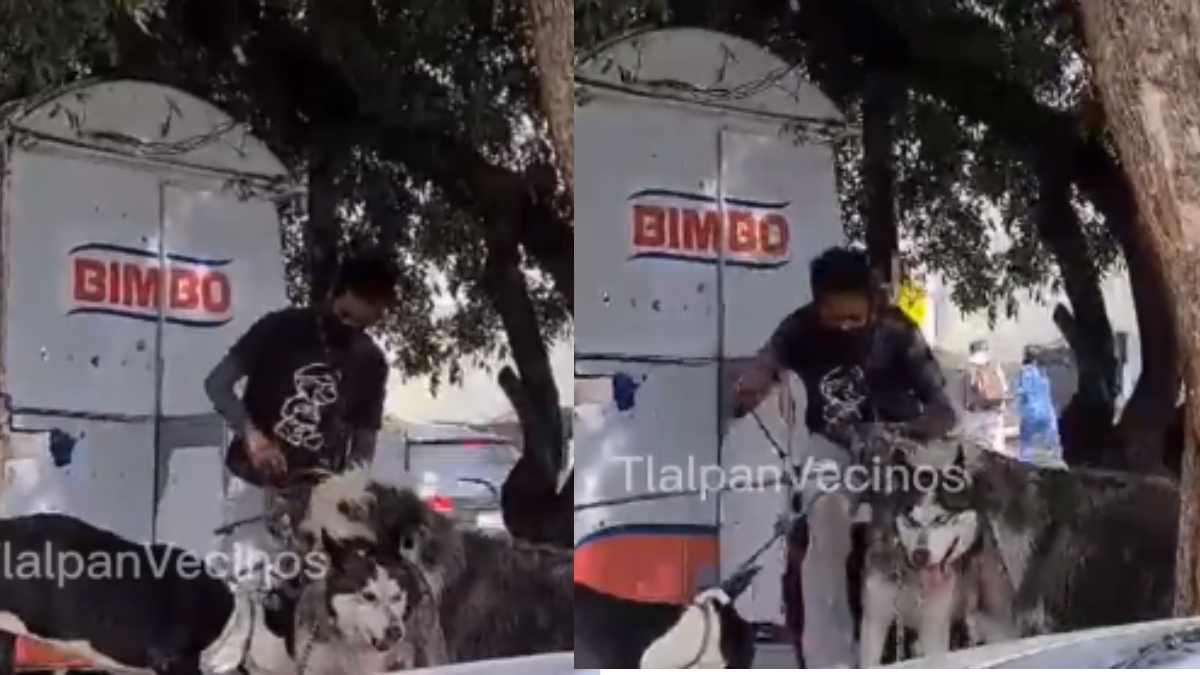 El joven usó la correa para golpear a uno de los canes de talla grande que llevaba