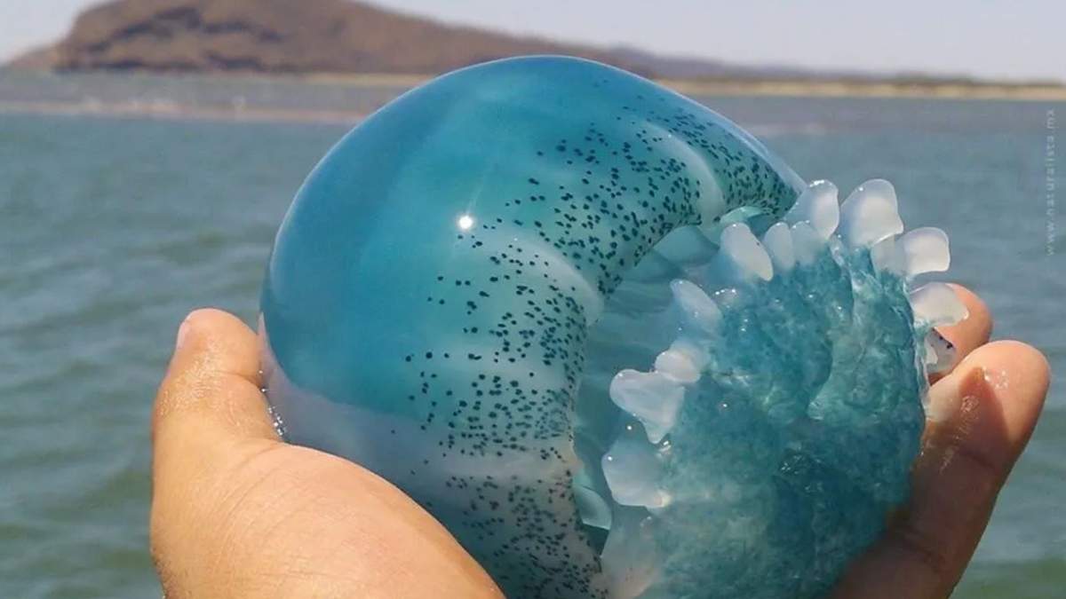 La pesca de esta especie deja millones como derrama económica