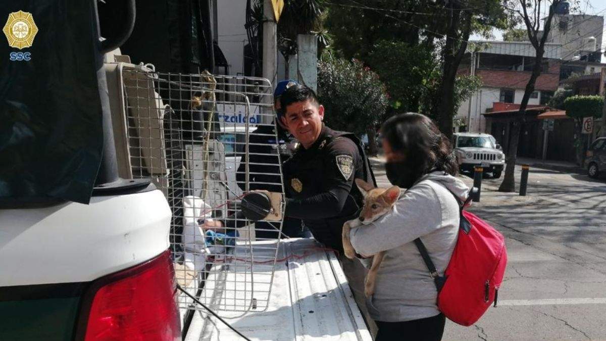 Coyote cachorro es encontrado en  la alcaldía de Azcapotzalco bajo estas condiciones