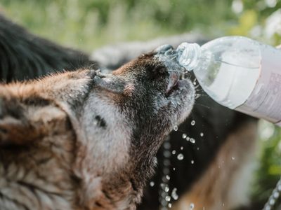 ¿Jadea mucho? Qué hacer ante un golpe de calor en perros y gatos