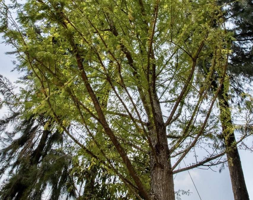 El ahuehuete se trasplantará y se asegurarán de darle el suelo adecuado con biológicos