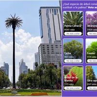 Este 8 de mayo cierra la CONSULTA para decidir árbol en la Glorieta de la PALMA