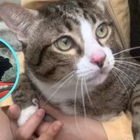Así sobrevivió este gato con sobrepeso tras una caída