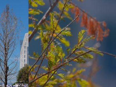 FOTOS Ahuehuete en Reforma está reverdeciendo después de secarse