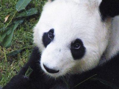 ¿Los osos panda en RIESGO? Esto pueden enfrentar por AUSTERIDAD de AMLO