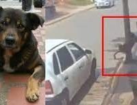 Identifican a hombre que lanzó a perrito a un cazo de aceite hiriviendo