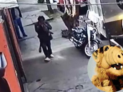 ¿Alf, eres tú? El comegatos ha regresado a Azcapotzalco CDMX