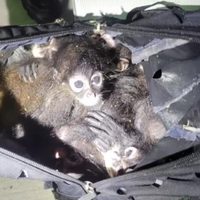 Rescatan 7 monos araña en frontera de Texas; mexicano los transportaba en una mochila