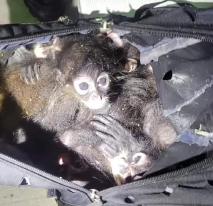 Un arresto se convirtió en rescate; la policía migratoria detuvo a un joven que intentó ingresar al país con 7 primates hacinados en una mochila