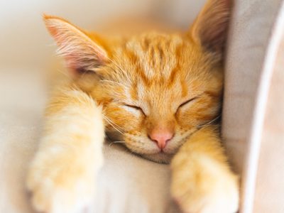 Así es como roban con gatitos heridos en CDMX