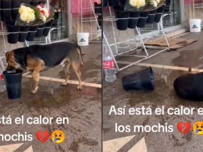 Este perrito se refresca de la ola de calor de manera curiosa