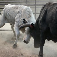 Por esto suspenden corridas de toros en CDMX