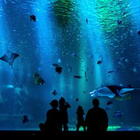 Con mega acuario, esto sabemos del nuevo centro comercial de CDMX
