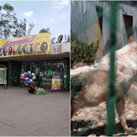 ¡Terrible! Reportan ataque a niño dentro del Zoológico de Nezahualcóyotl